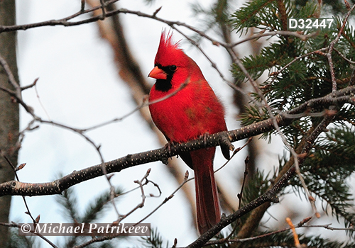 Northern Cardinal (Cardinalis cardinalis)